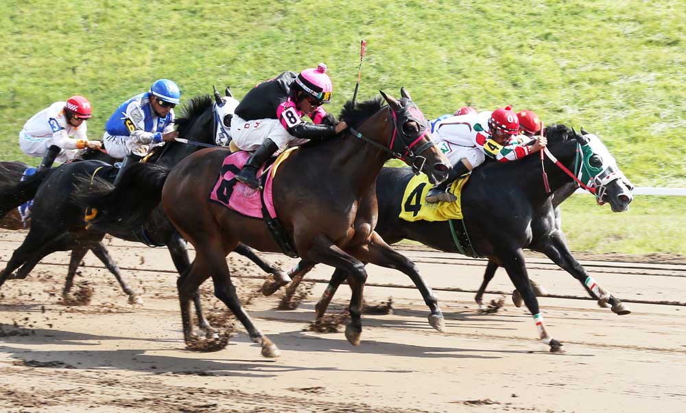 Sandy Ridge Racing – Kentucky Quarter Horse Raciing Association